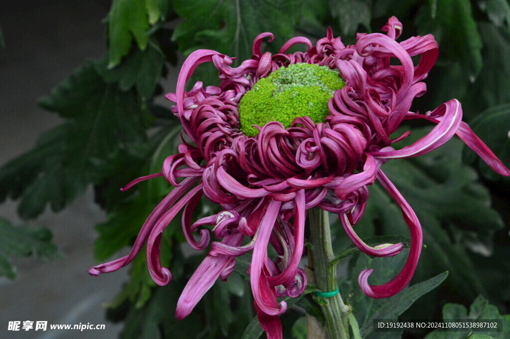 菊花  