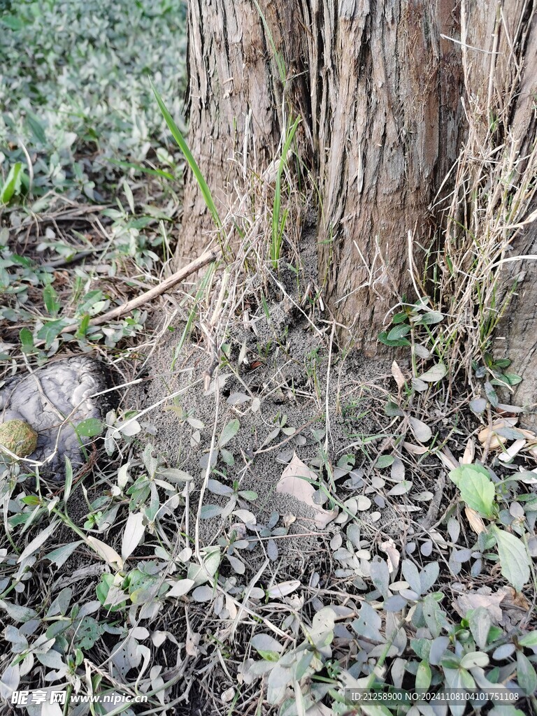 树根的蚂蚁窝