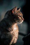 猫 