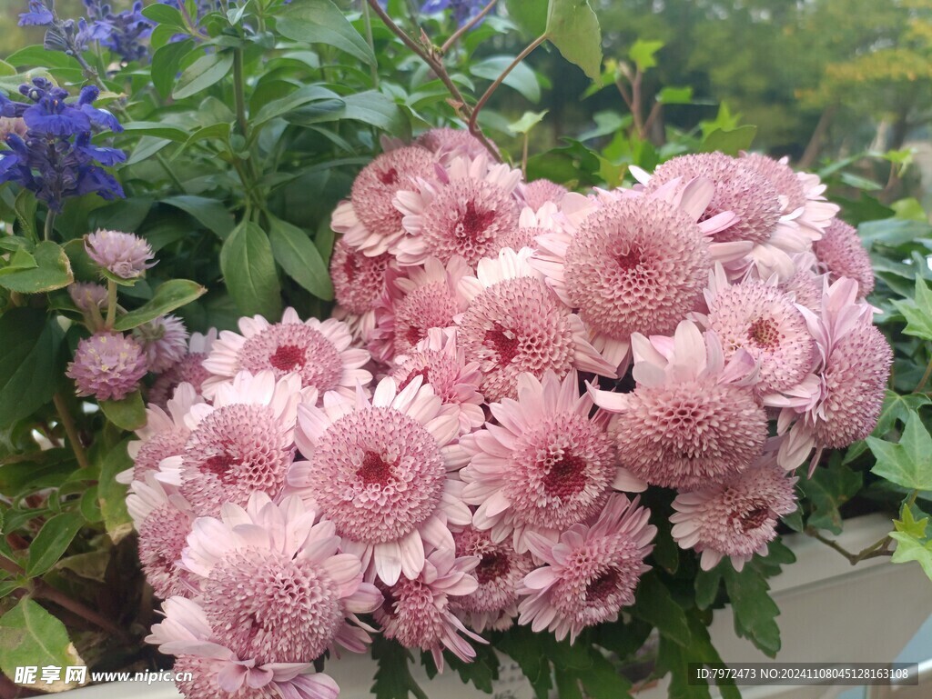 菊花
