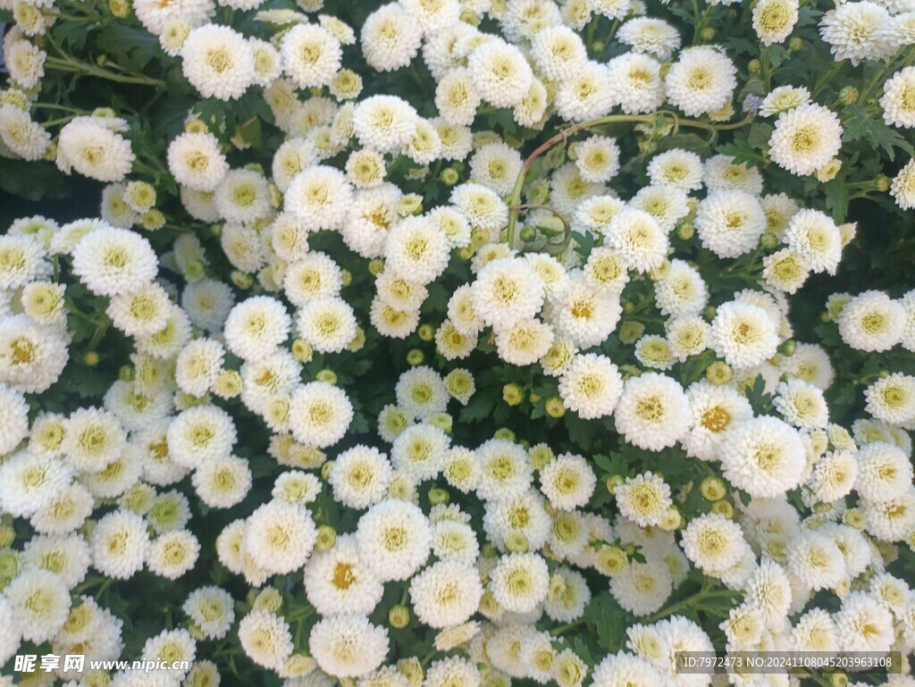 菊花