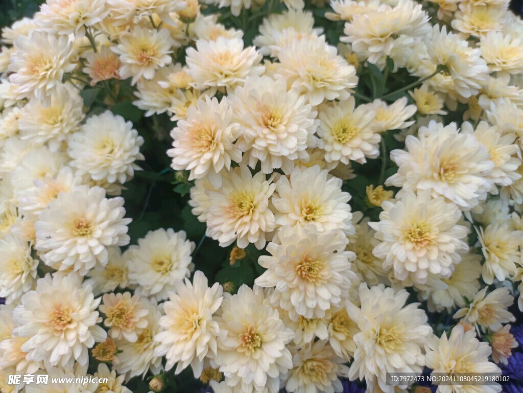 菊花
