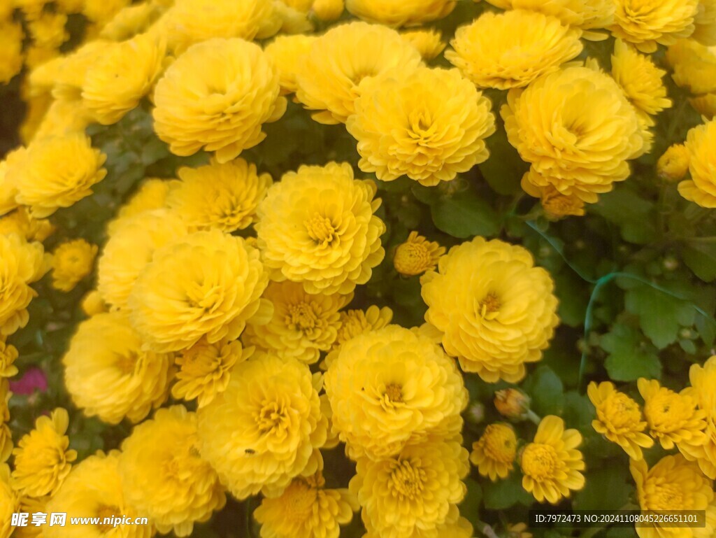 菊花