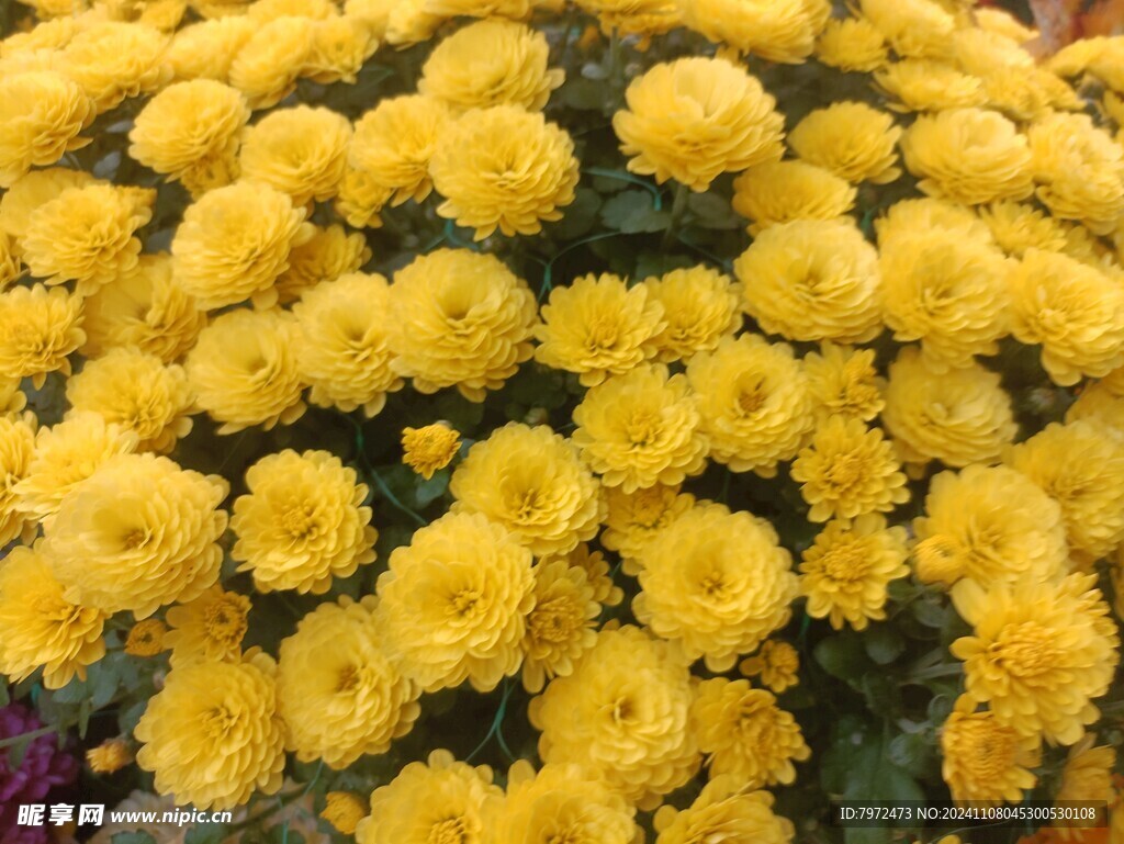 菊花