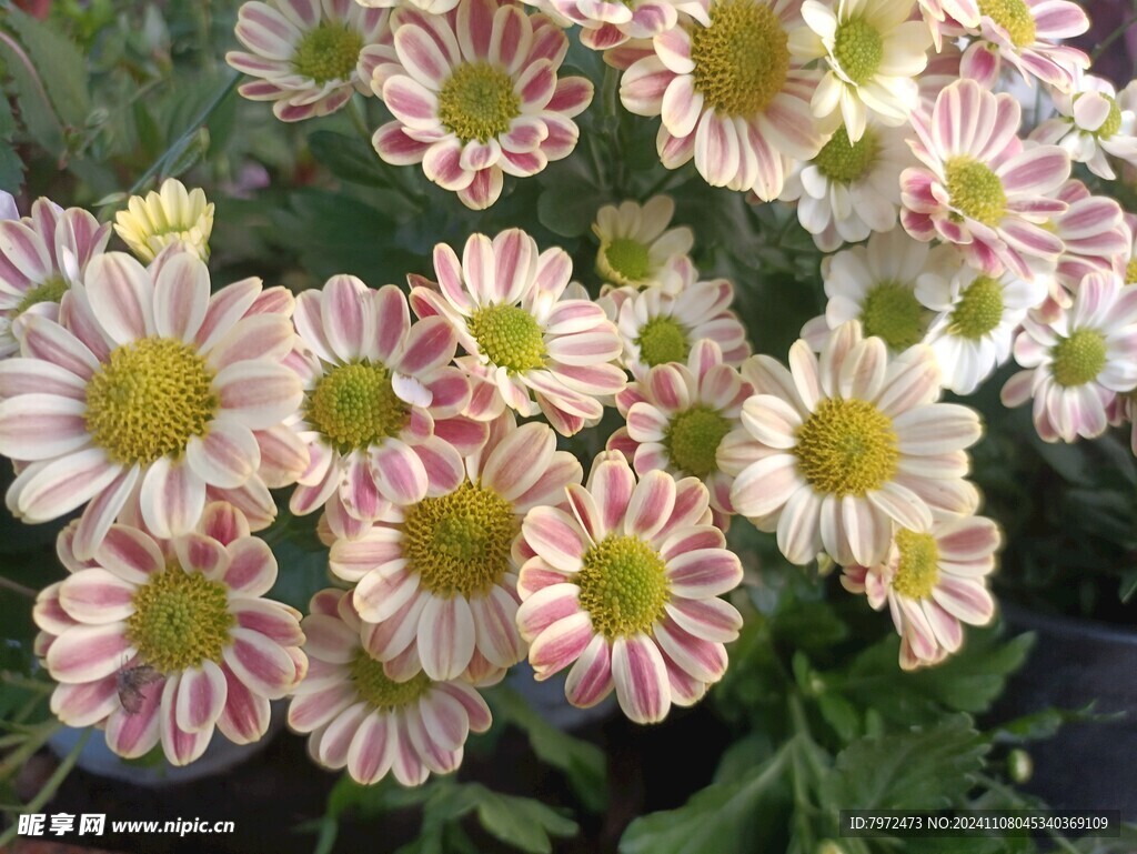 菊花