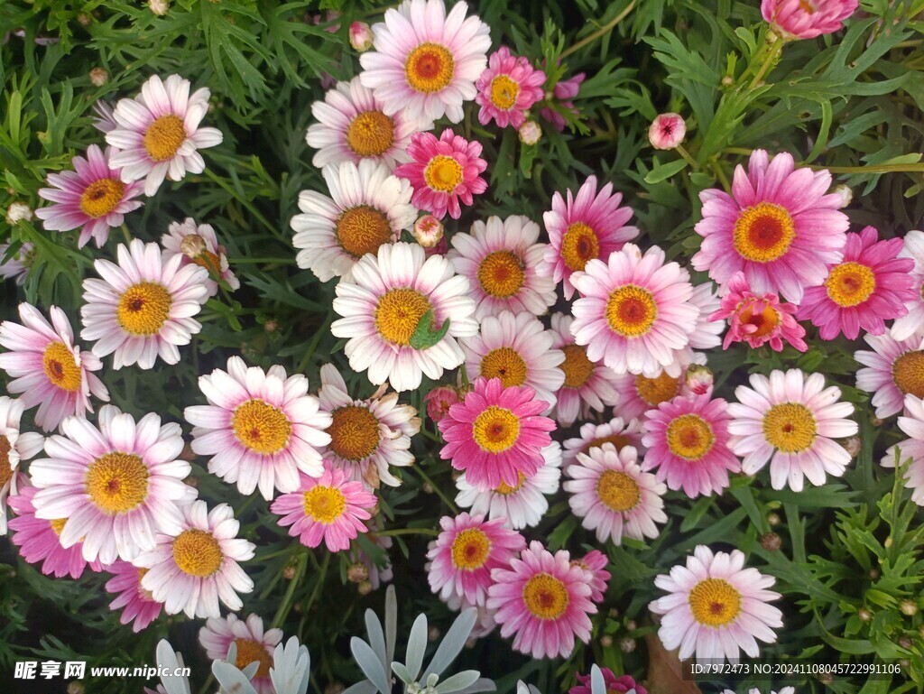 菊花