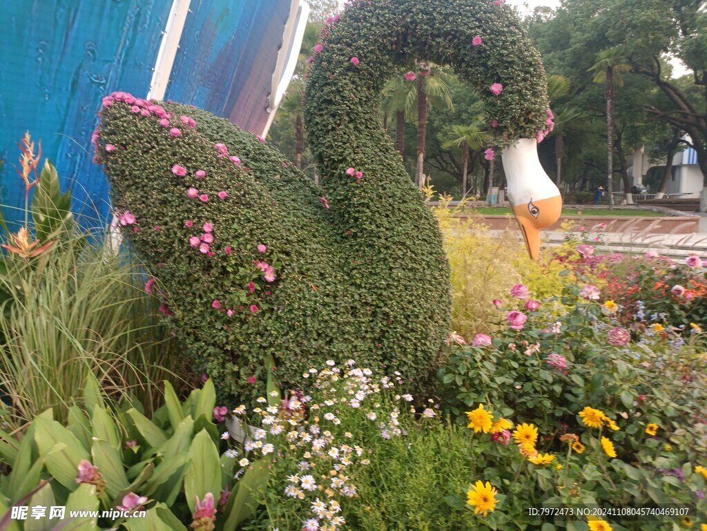 菊花