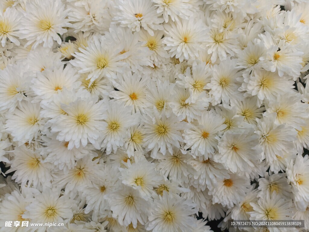菊花