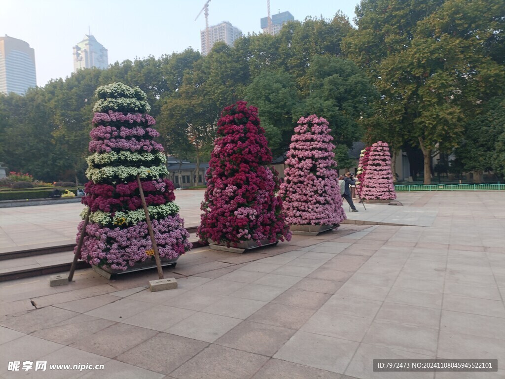 菊花