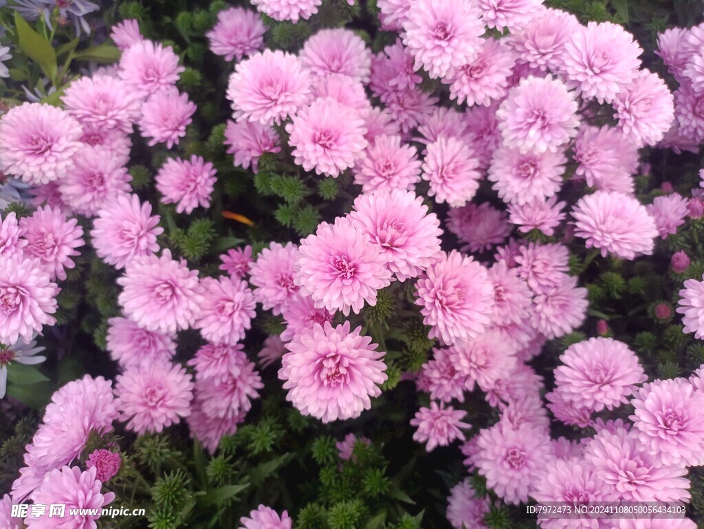 菊花