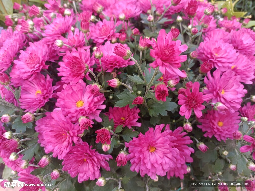 菊花
