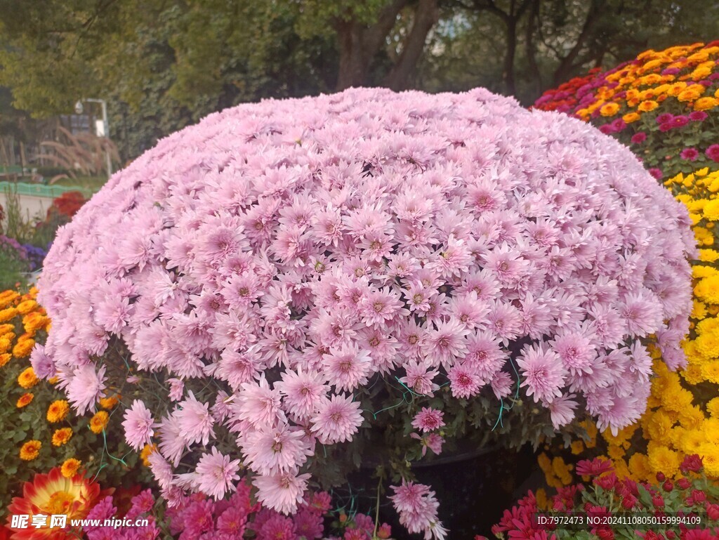 菊花