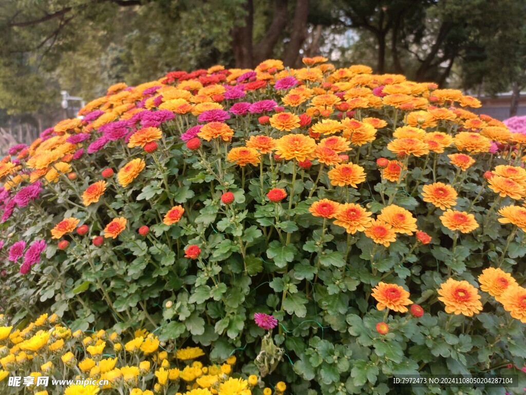 菊花