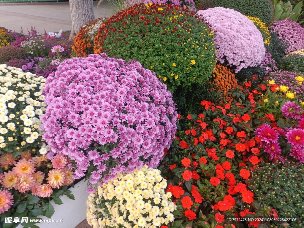 菊花
