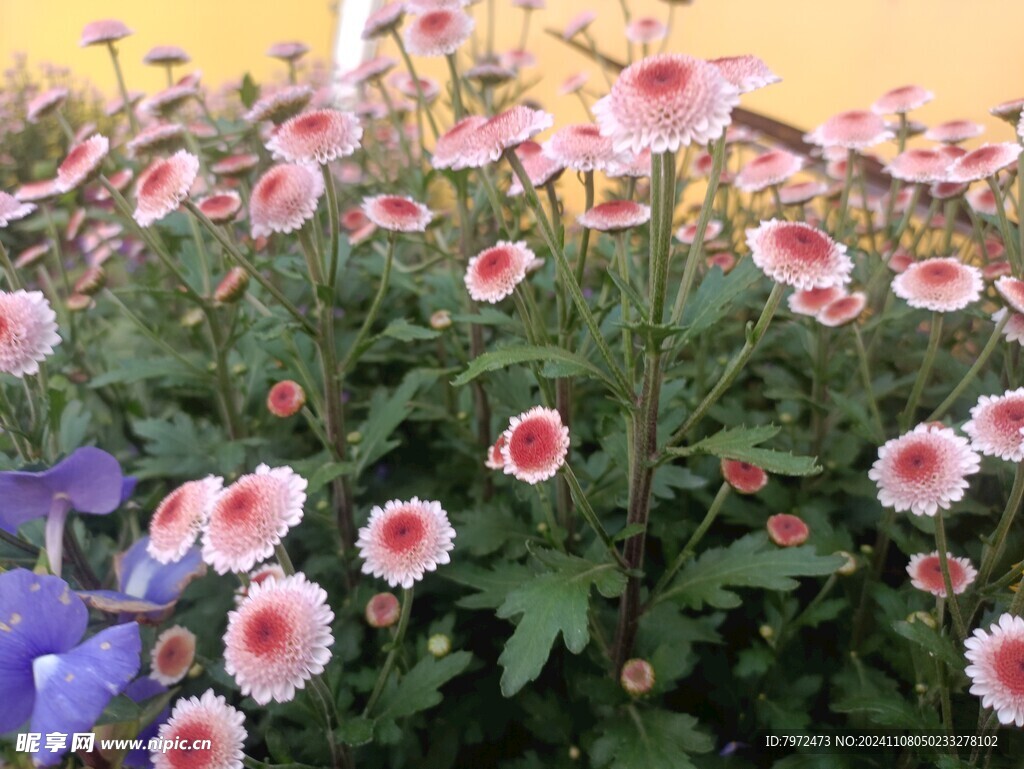 菊花
