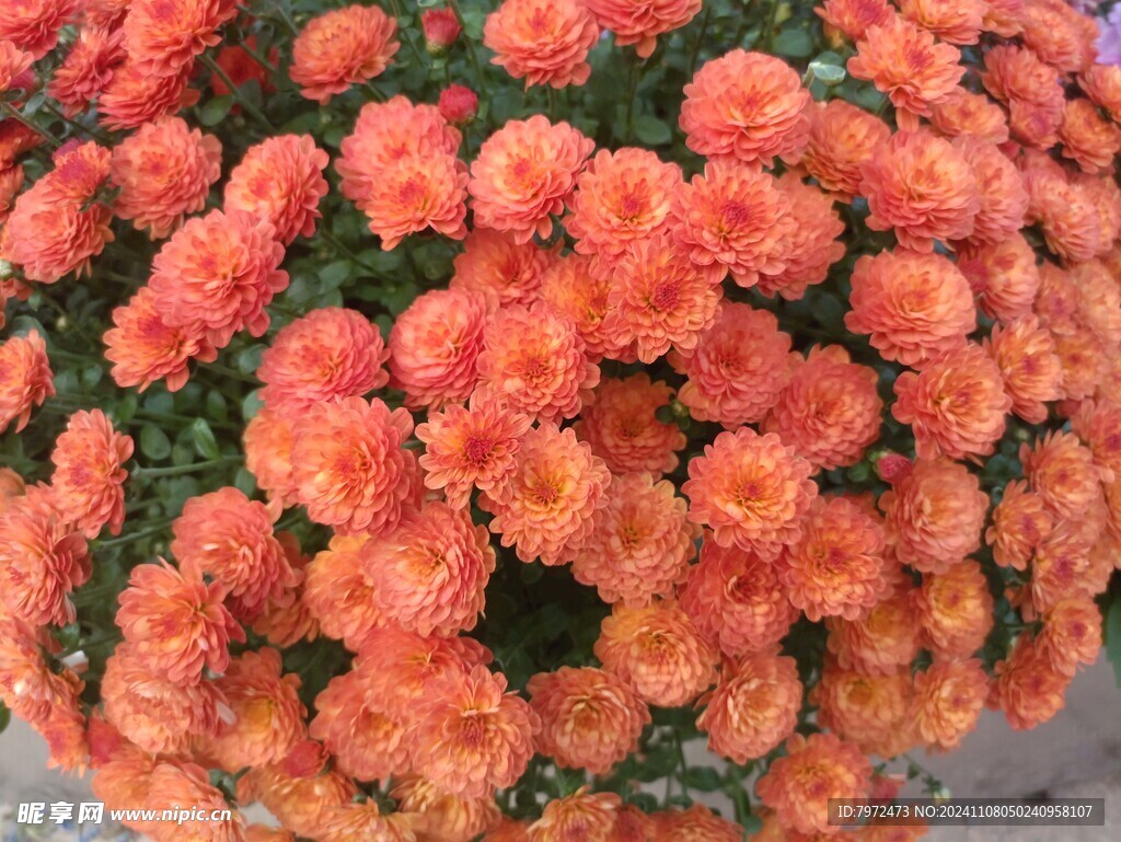 菊花