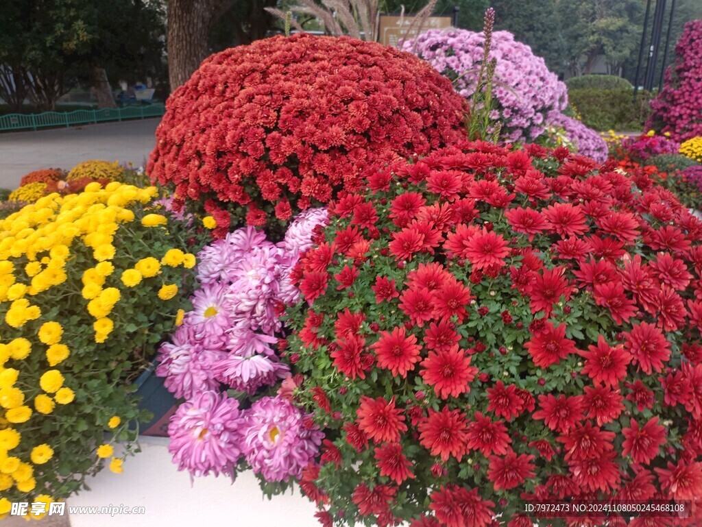 菊花