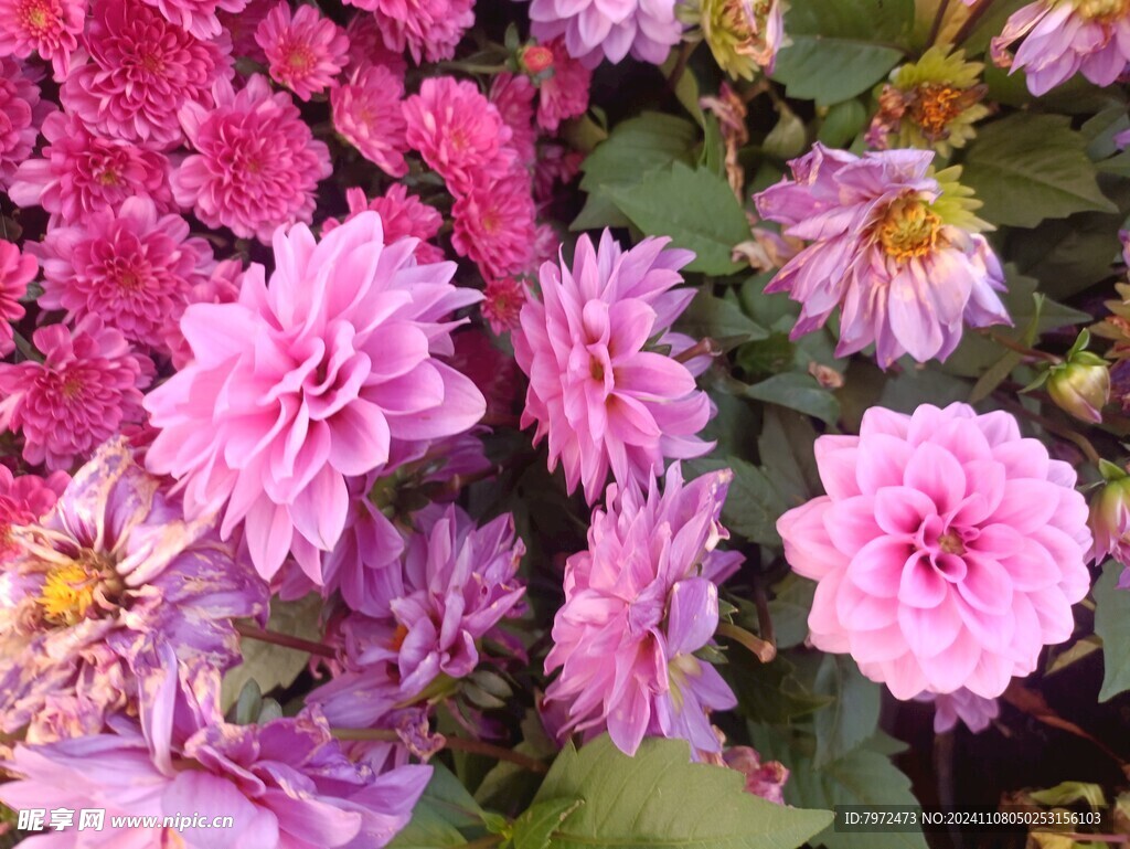菊花
