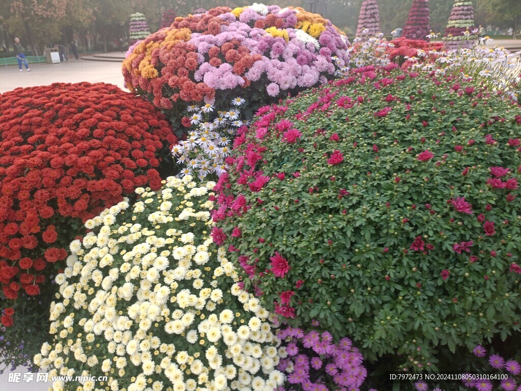 菊花