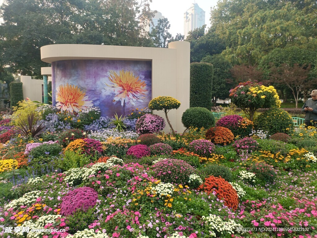 菊花