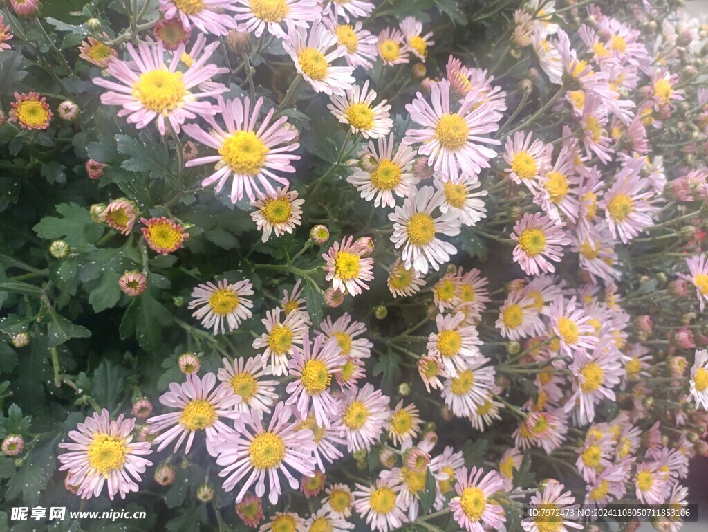 菊花