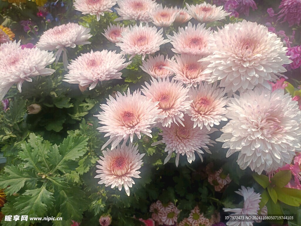 菊花