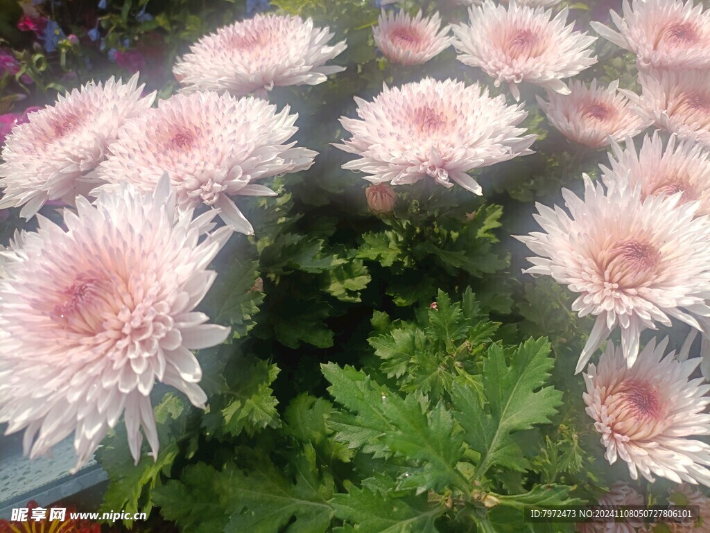 菊花