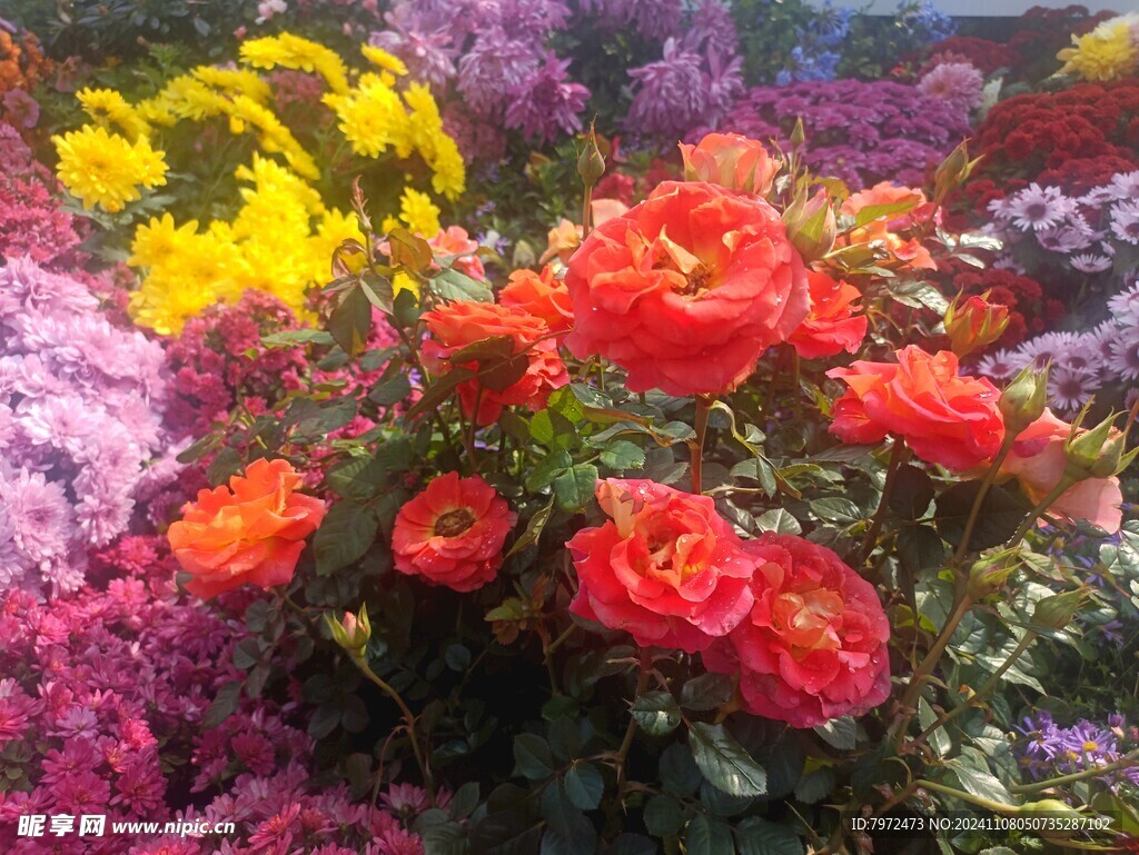 菊花