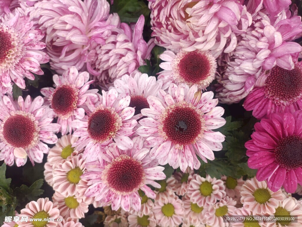 菊花