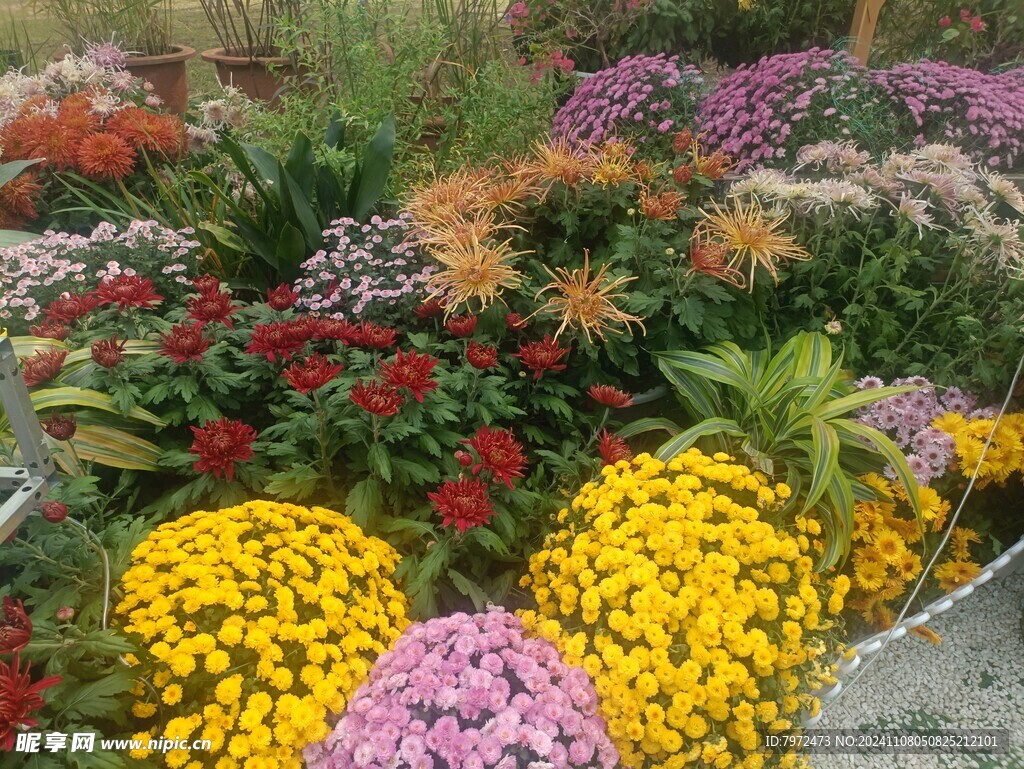 菊花