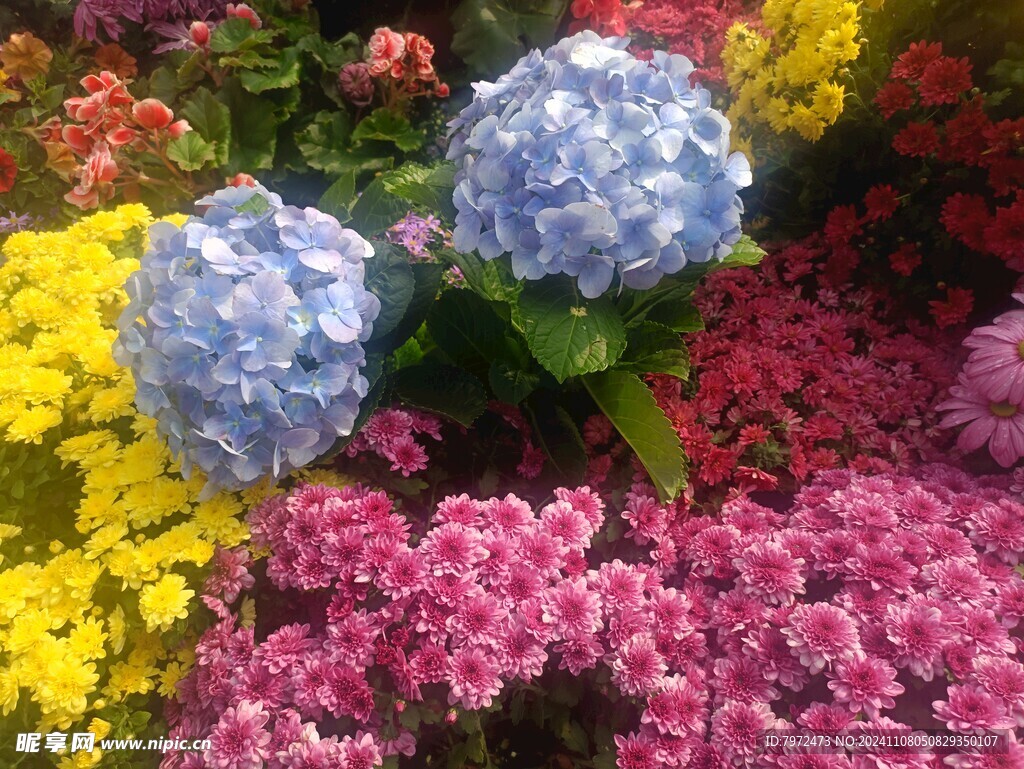 菊花