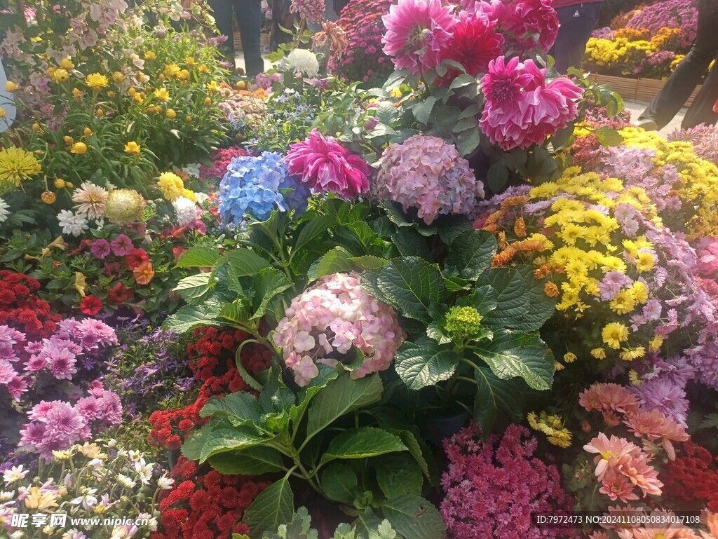 菊花