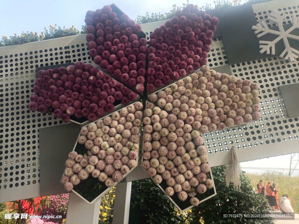 菊花