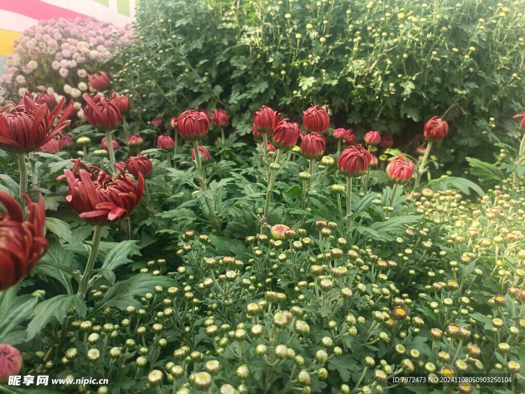 菊花