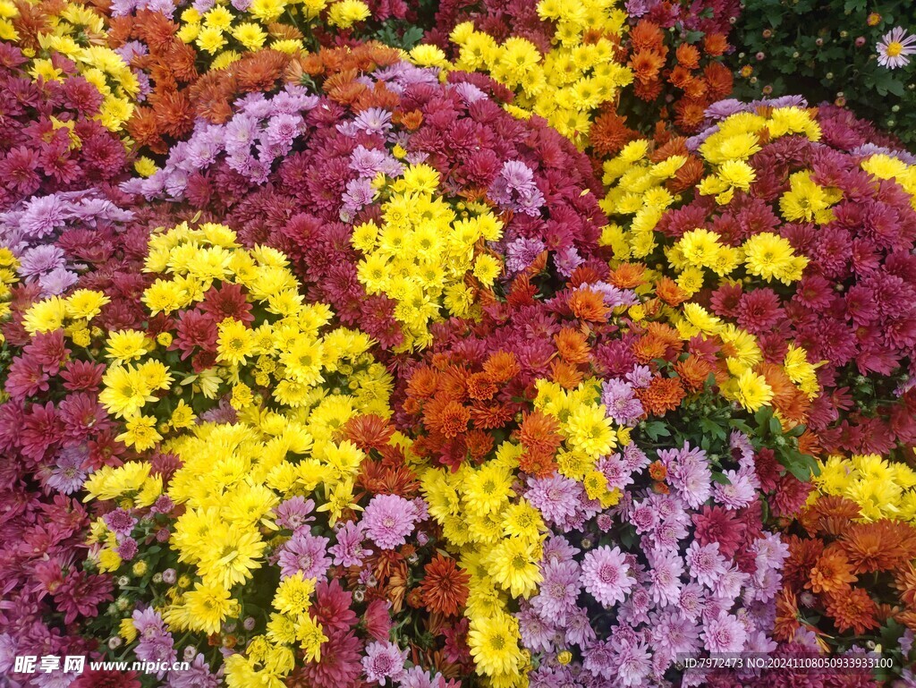 菊花