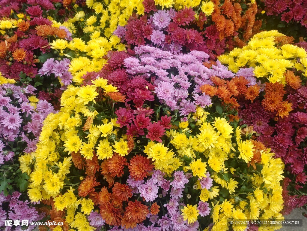 菊花