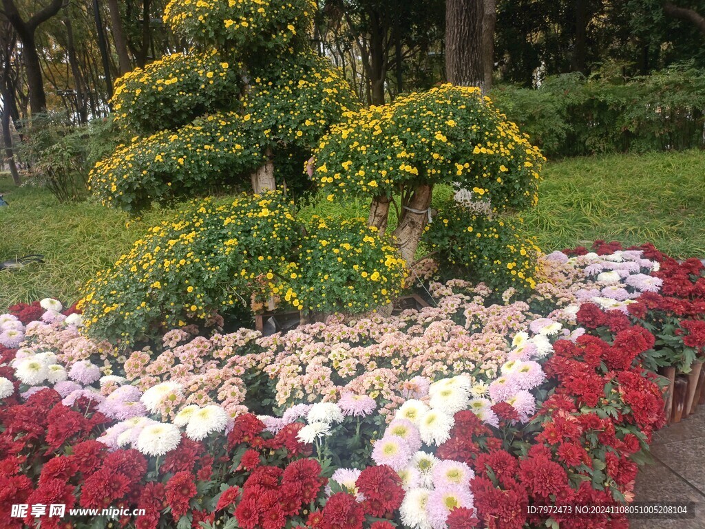 菊花