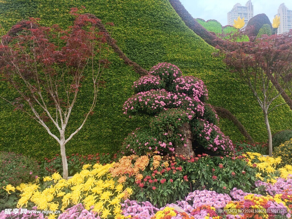 菊花