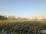 城市湿地