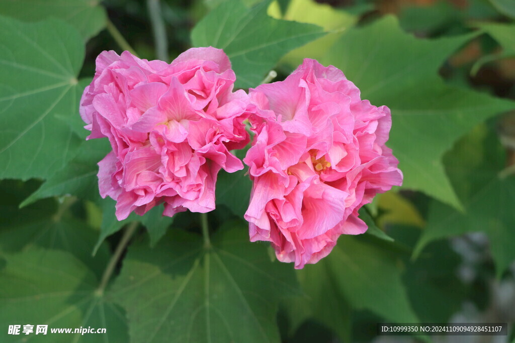 粉色木芙蓉花