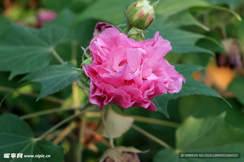 粉色木芙蓉花