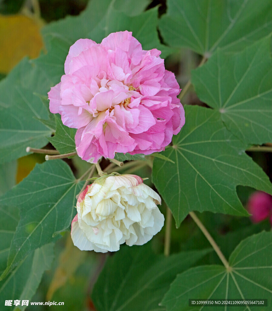 粉色木芙蓉花