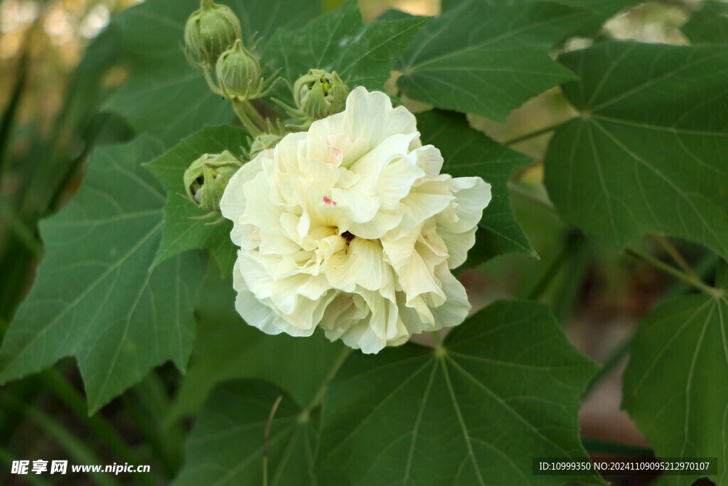 粉色木芙蓉花