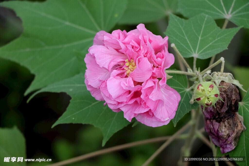 粉色木芙蓉花