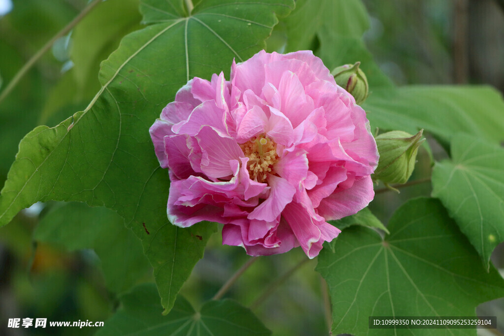 粉色木芙蓉花