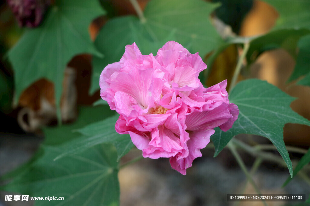 粉色木芙蓉花