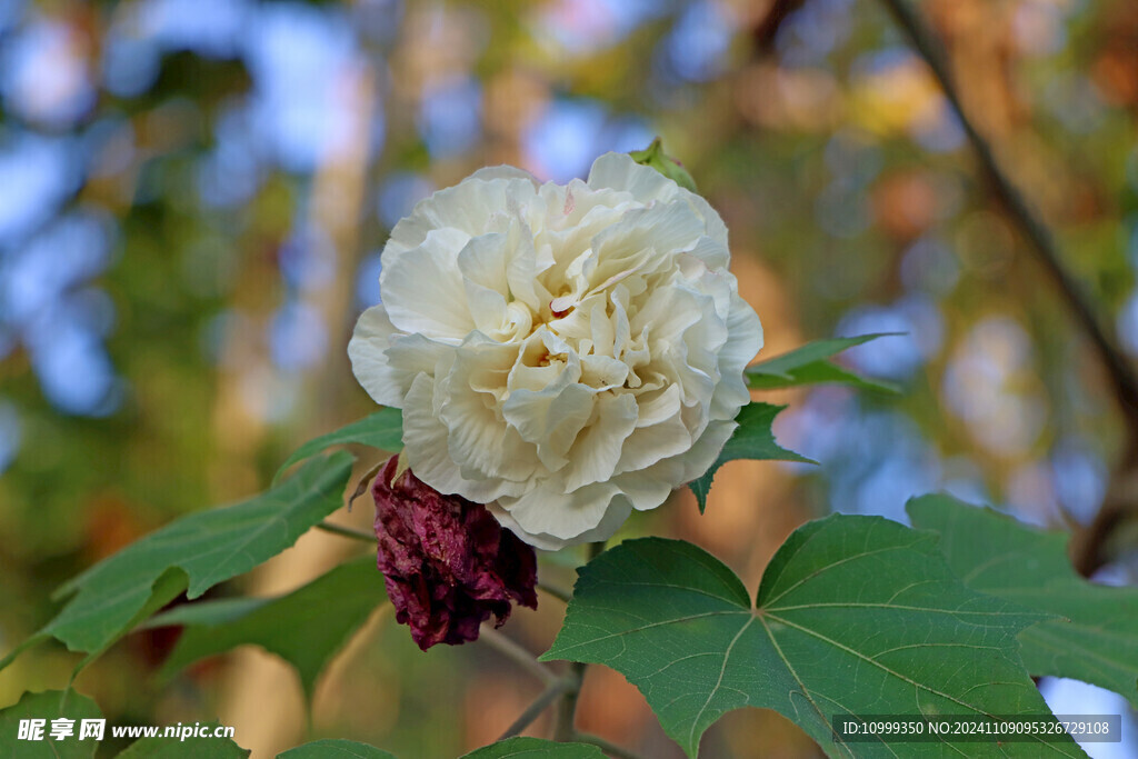 粉色木芙蓉花