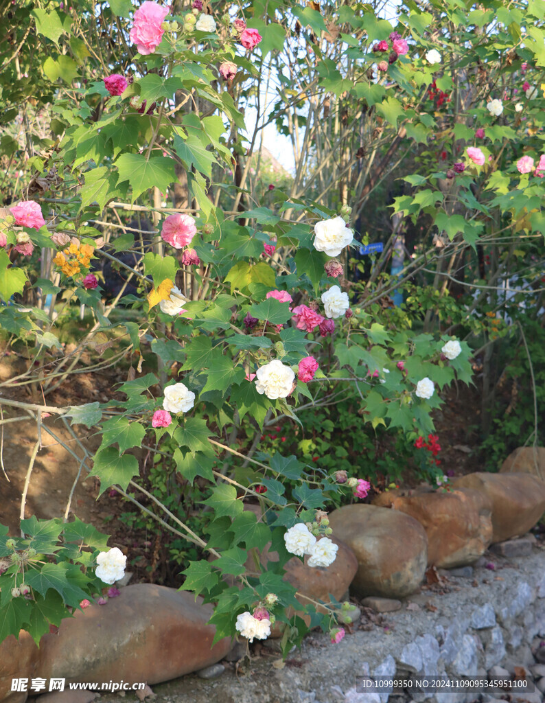 木芙蓉花