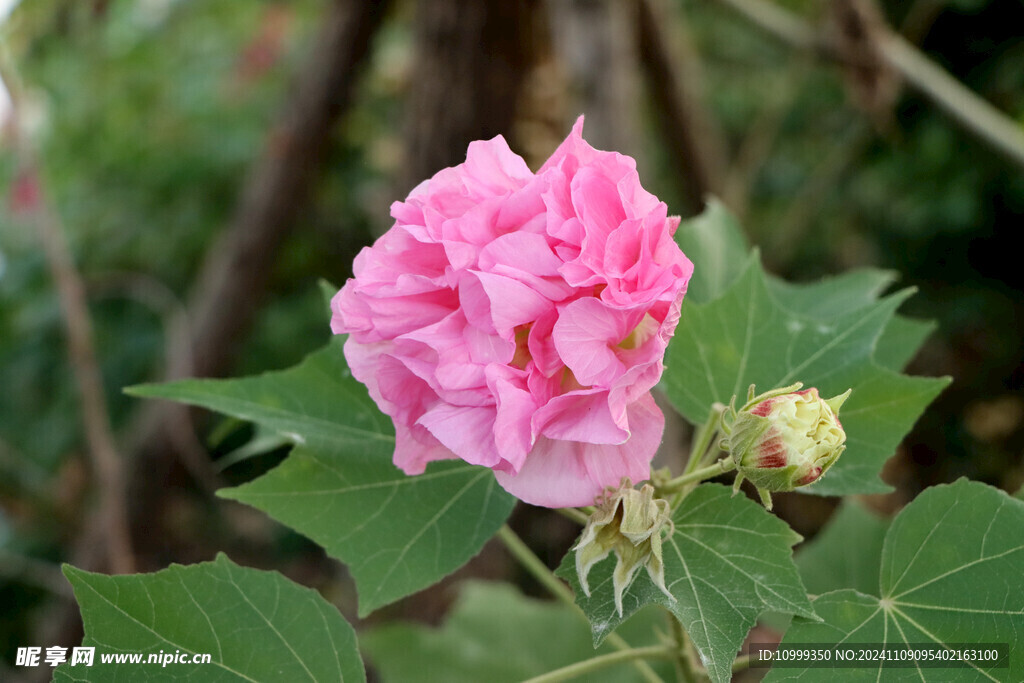 粉色木芙蓉花