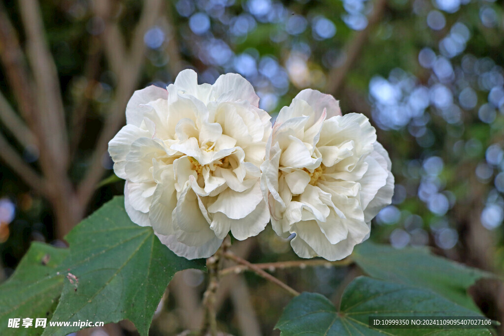 白色木芙蓉花